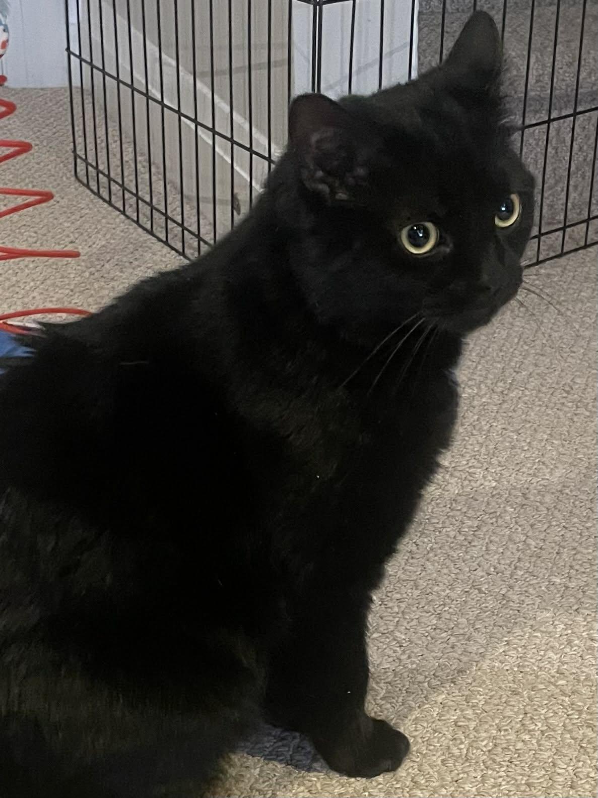 Enlarge Locky, a Adopted Domestic Short Hair in Orleans, ON image 2/3