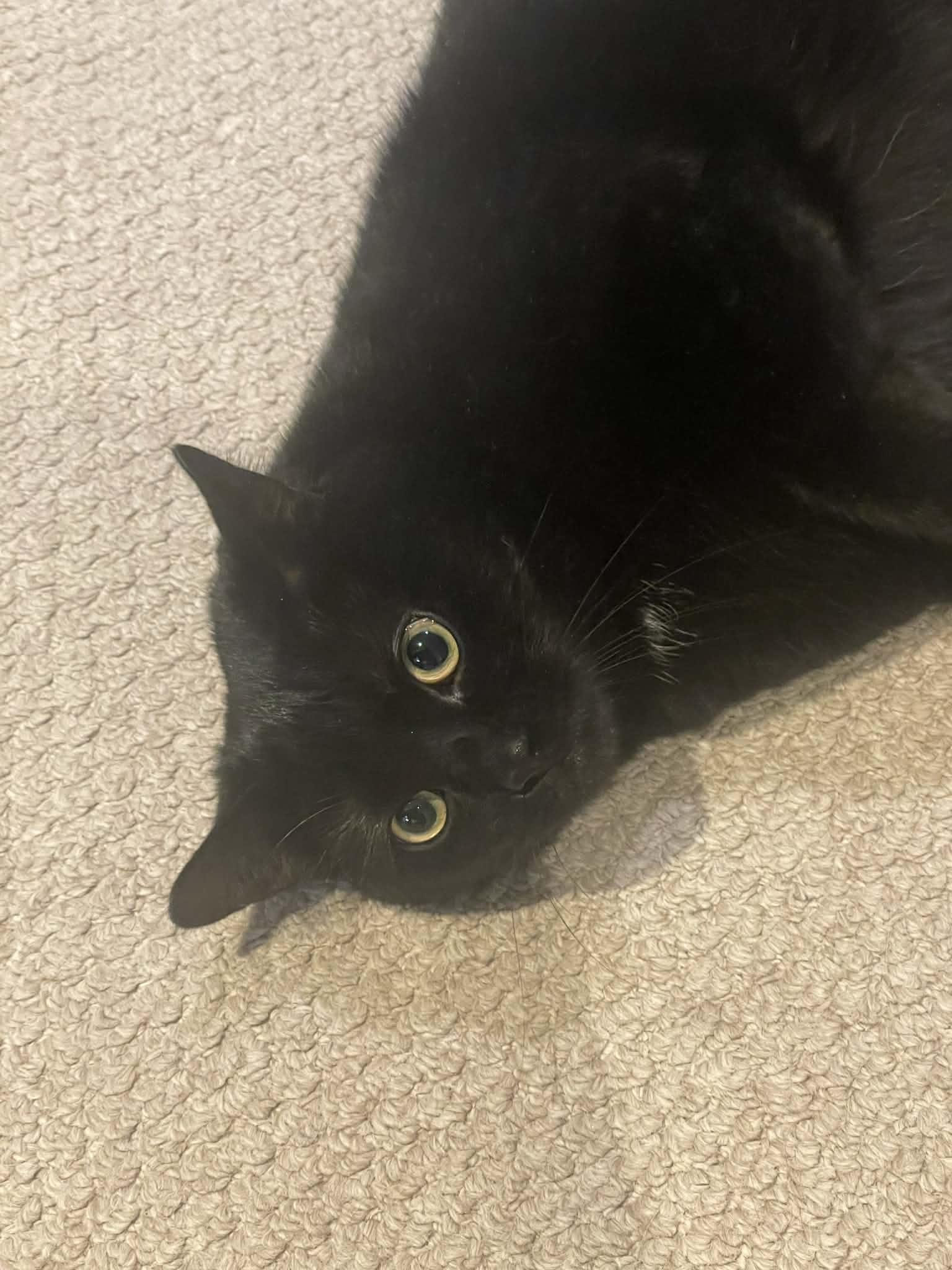 Enlarge Locky, a Adopted Domestic Short Hair in Orleans, ON image 3/3