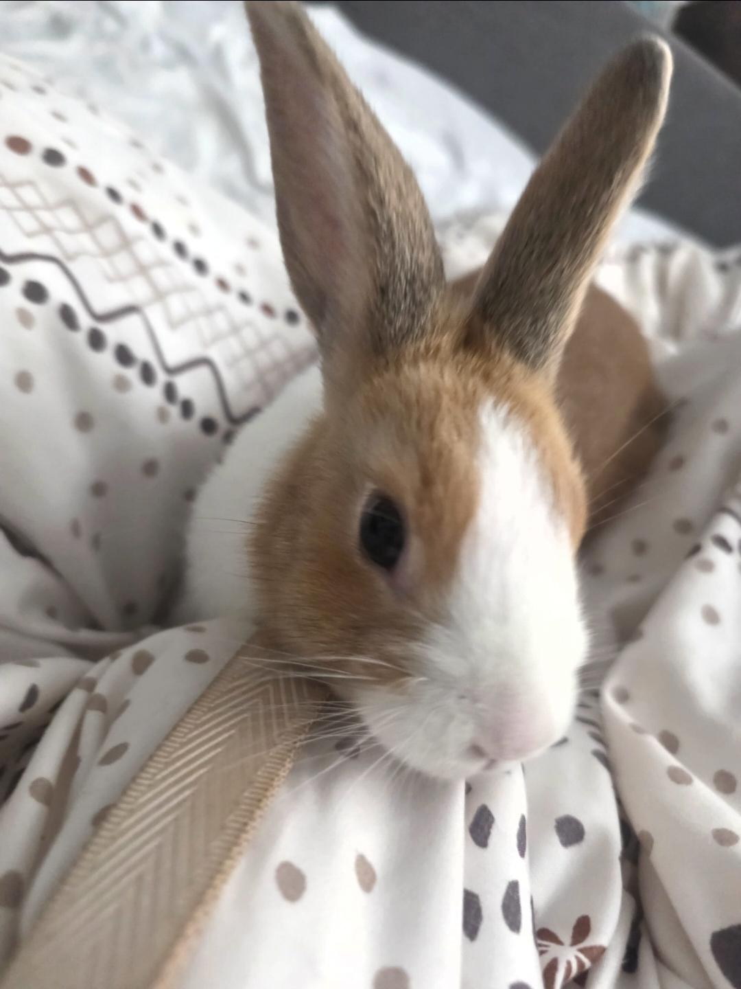Teddy, adopted, Young Male Dutch.