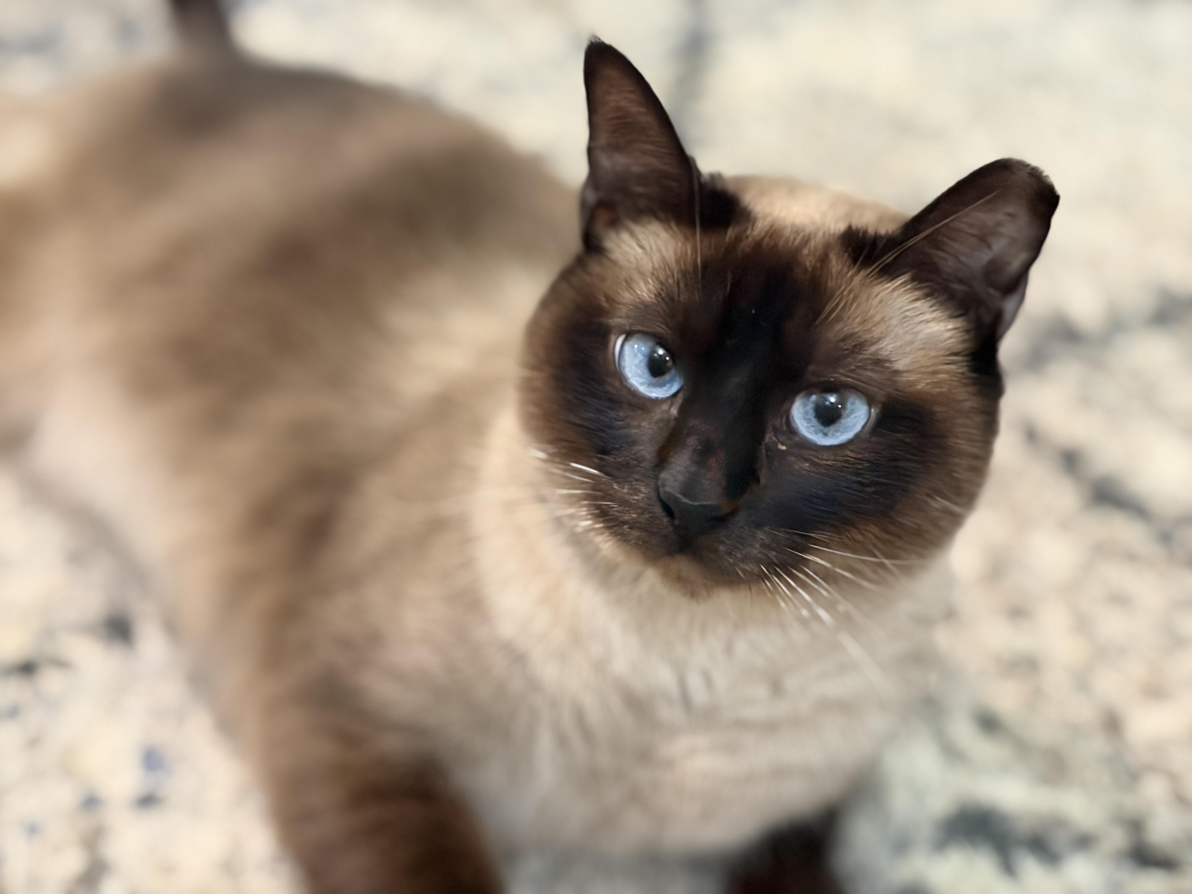 Enlarge Mauve, an adopted Siamese in Enfield, CT image 1/5
