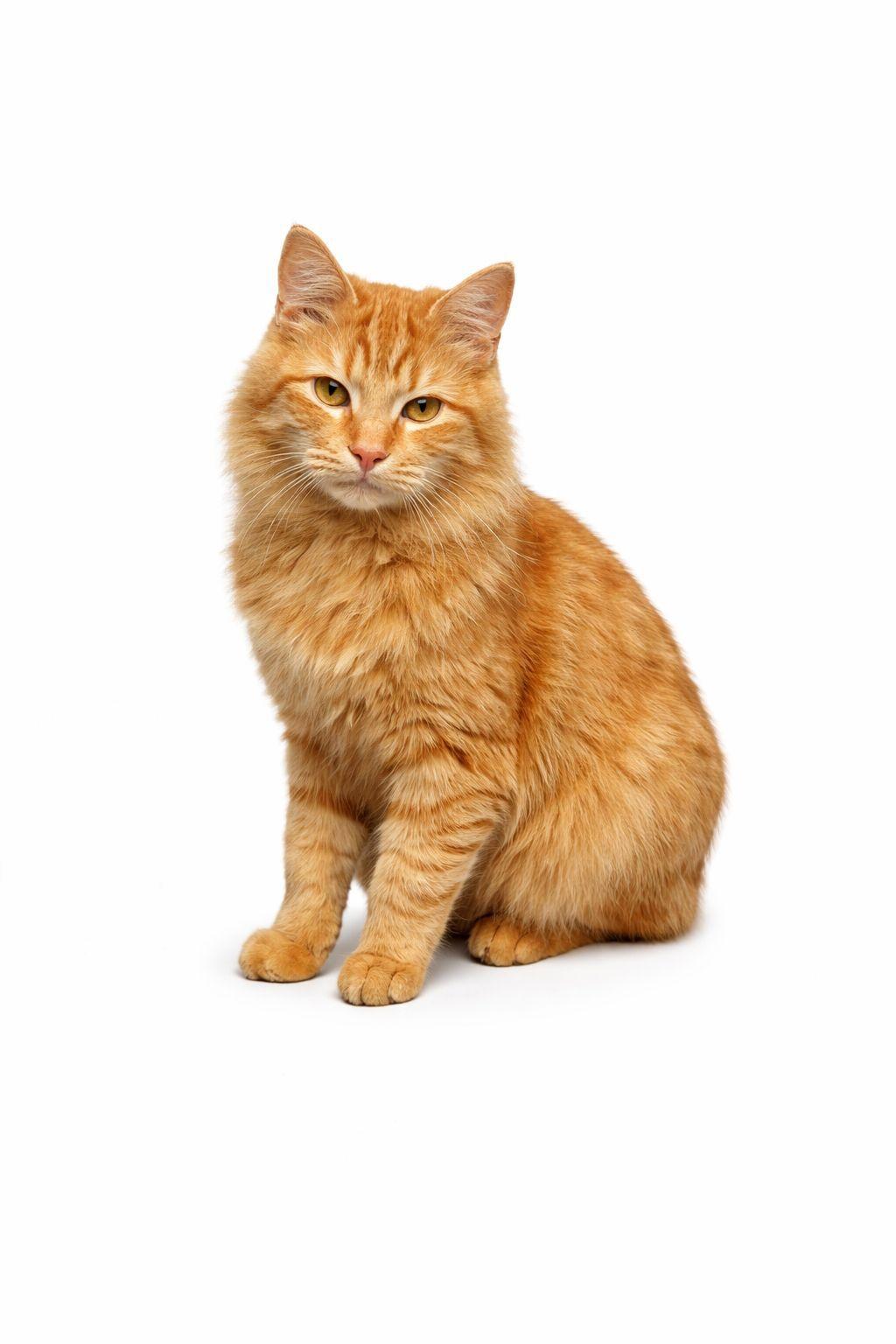 Goldie, an adopted mixed breed in Houston, TX image 2/3