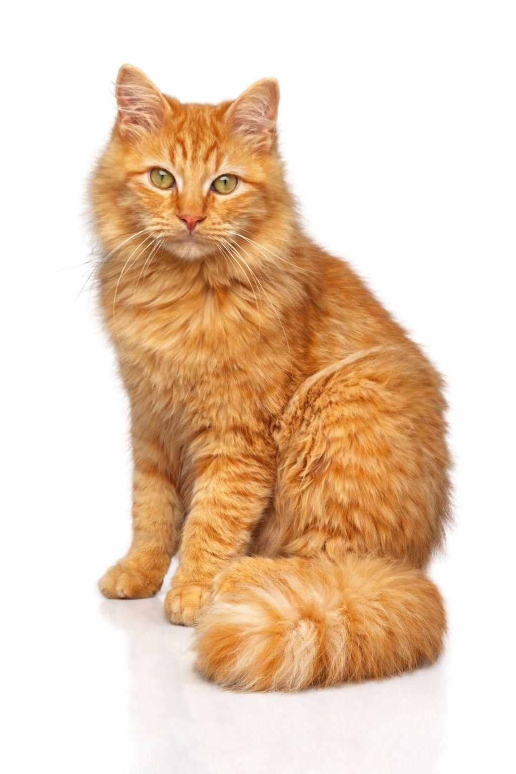 Goldie, adopted, Kitten Male Tabby & Domestic Long Hair.