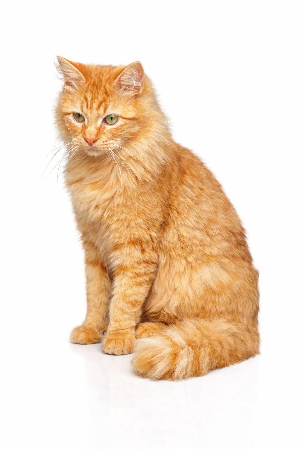 Goldie, an adopted mixed breed in Houston, TX image 3/3