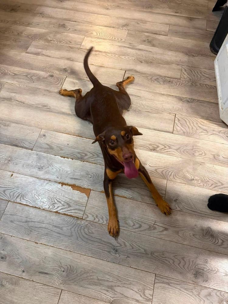 Enlarge Zara, a Adoptable mixed breed in Jackson, GA image 2/3