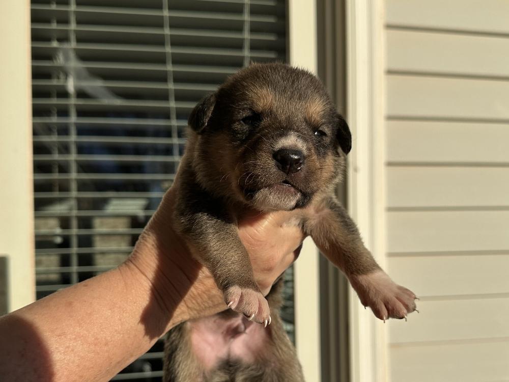 Donner, Adoptable, Puppy Male Shepherd & Labrador Retriever.