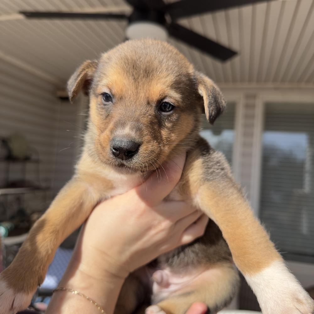 Donner, a Adoptable mixed breed in Oklahoma City, OK image 2/2