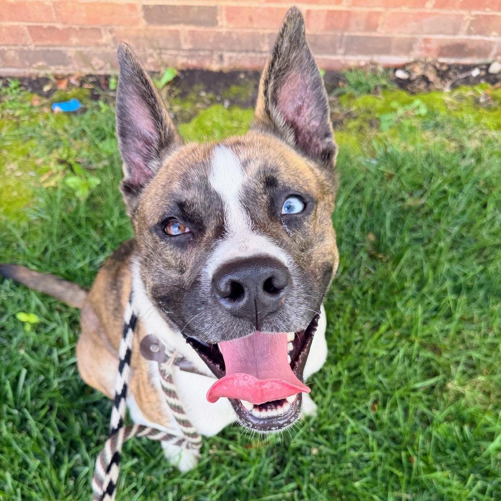 Enlarge Bob, a Adoptable mixed breed in St. Louis, MO image 2/6