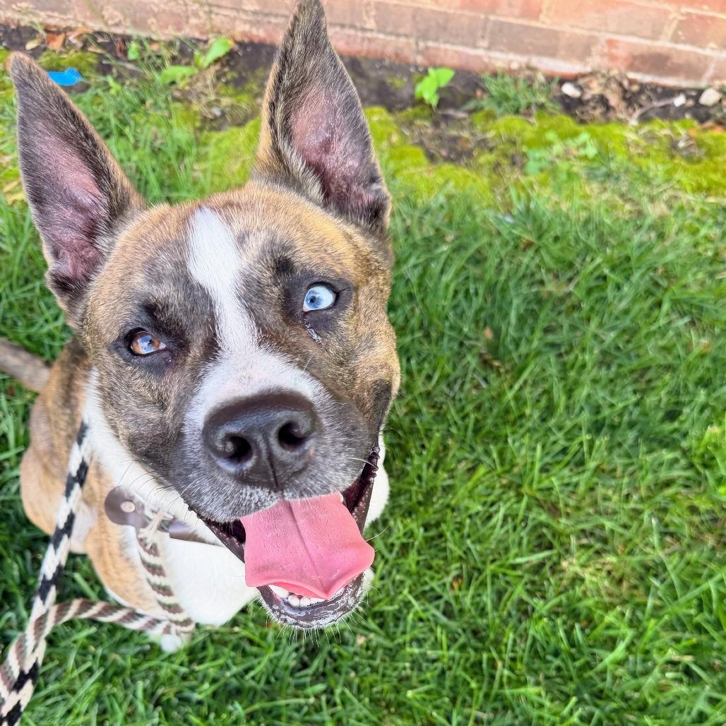 Enlarge Bob, a Adoptable mixed breed in St. Louis, MO image 3/6