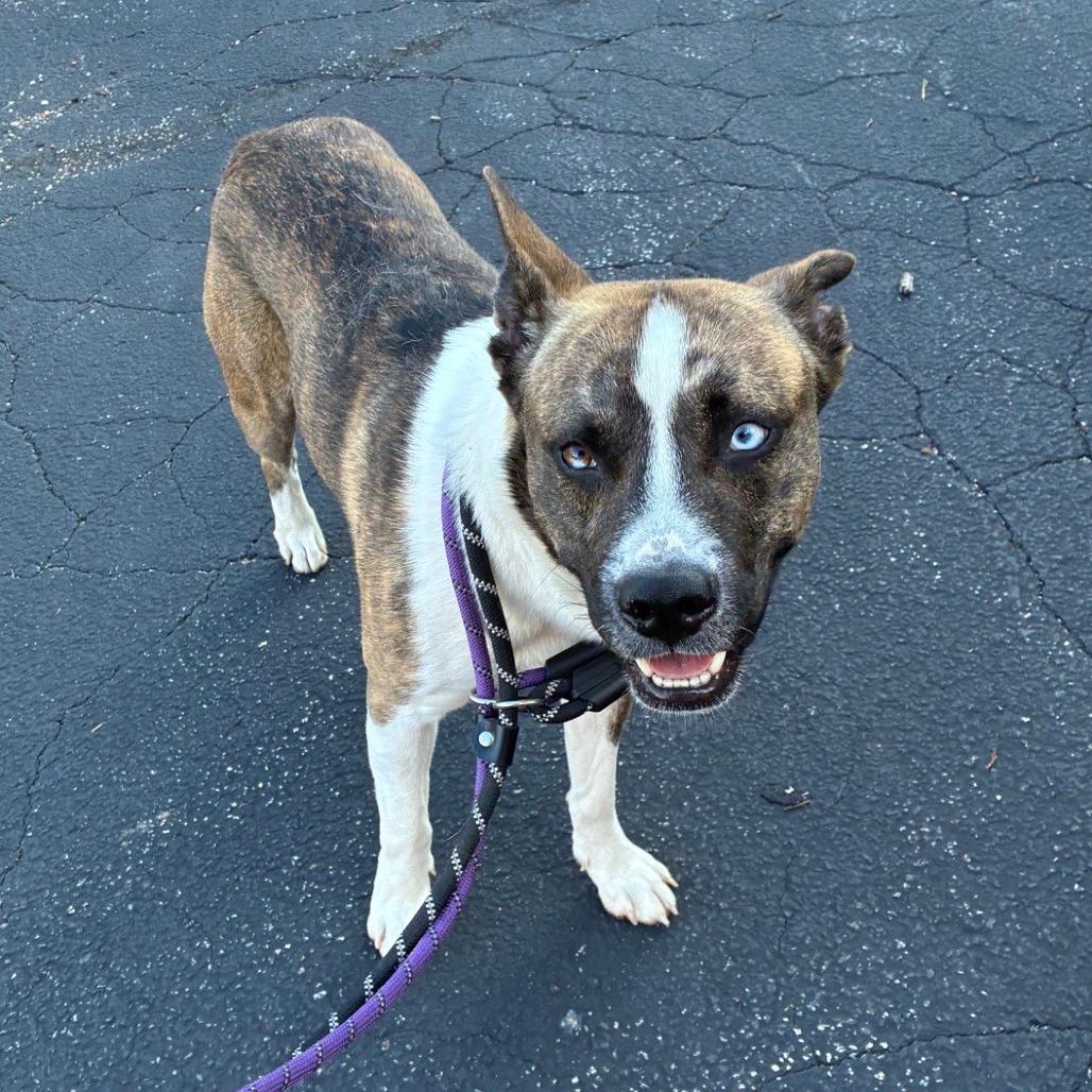 Enlarge Bob, a Adoptable mixed breed in St. Louis, MO image 4/6