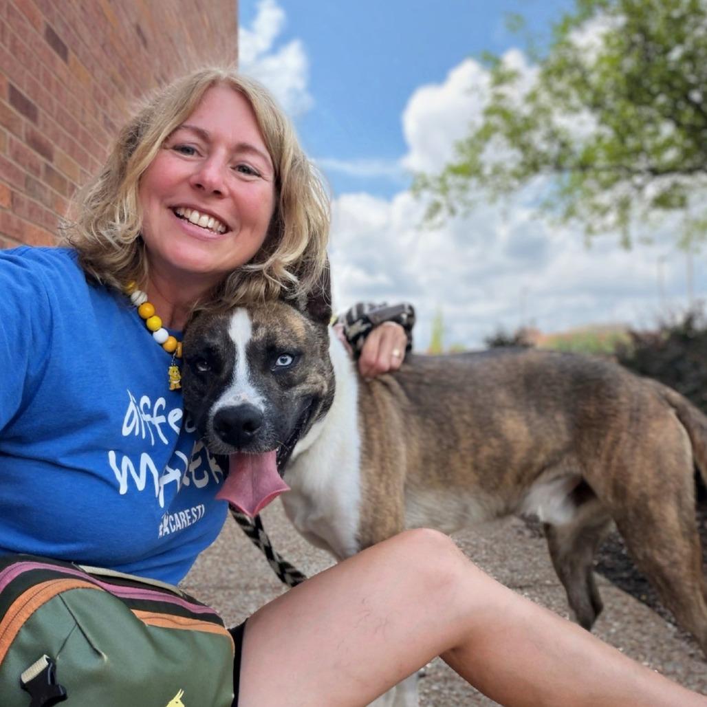 Enlarge Bob, a Adoptable mixed breed in St. Louis, MO image 6/6