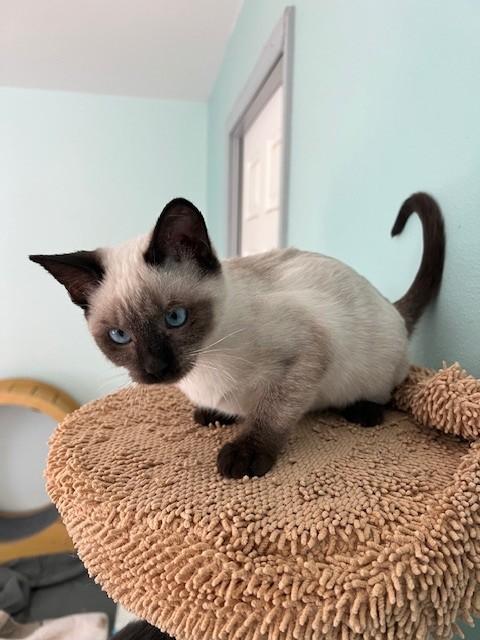 Enlarge Merci ( BLIND), an adopted Siamese in Allentown, PA image 1/6