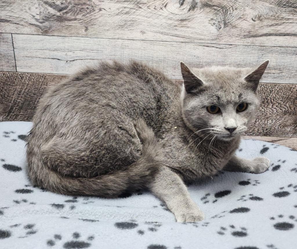 Victor, Adoptable, Kitten Male Domestic Short Hair.