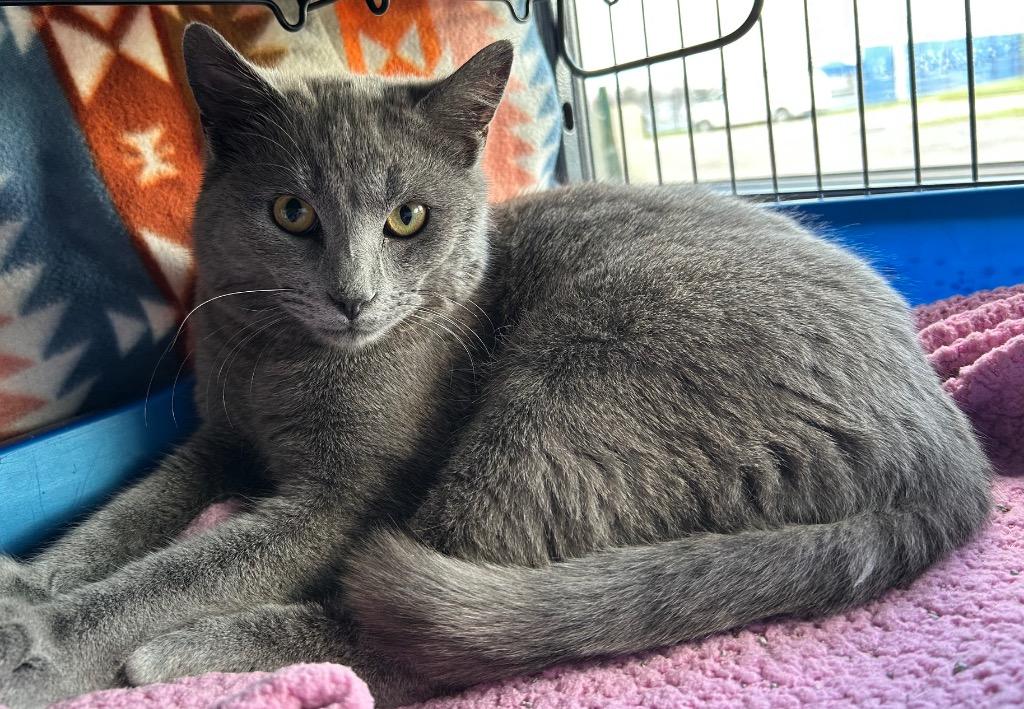 Victor, Adoptable, Kitten Male Domestic Short Hair.