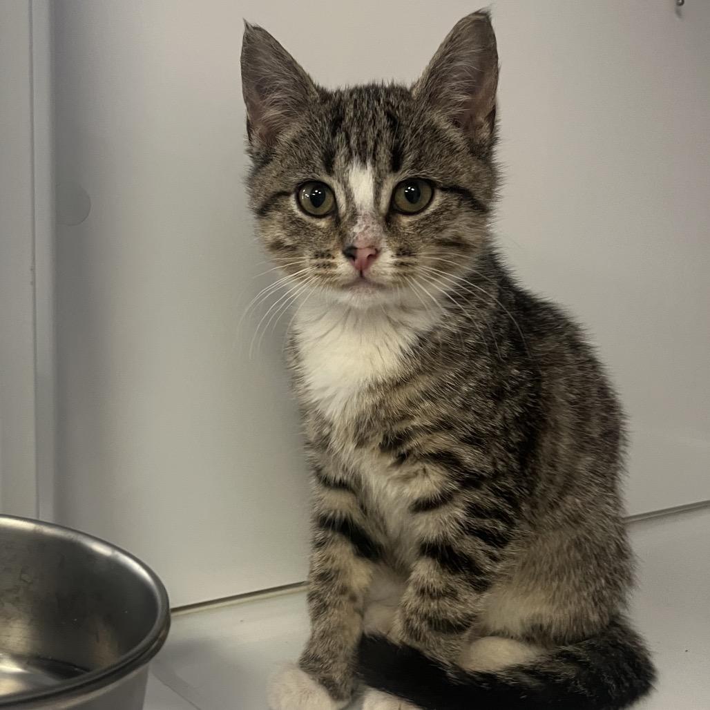 Enlarge Sweet Pea, a Adoptable Domestic Short Hair in Ruckersville, VA image 1/2