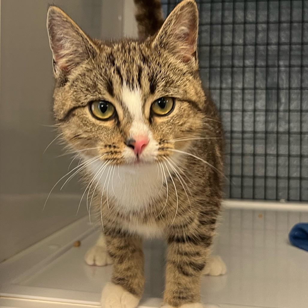 Enlarge Sweet Pea, a Adoptable Domestic Short Hair in Ruckersville, VA image 2/2