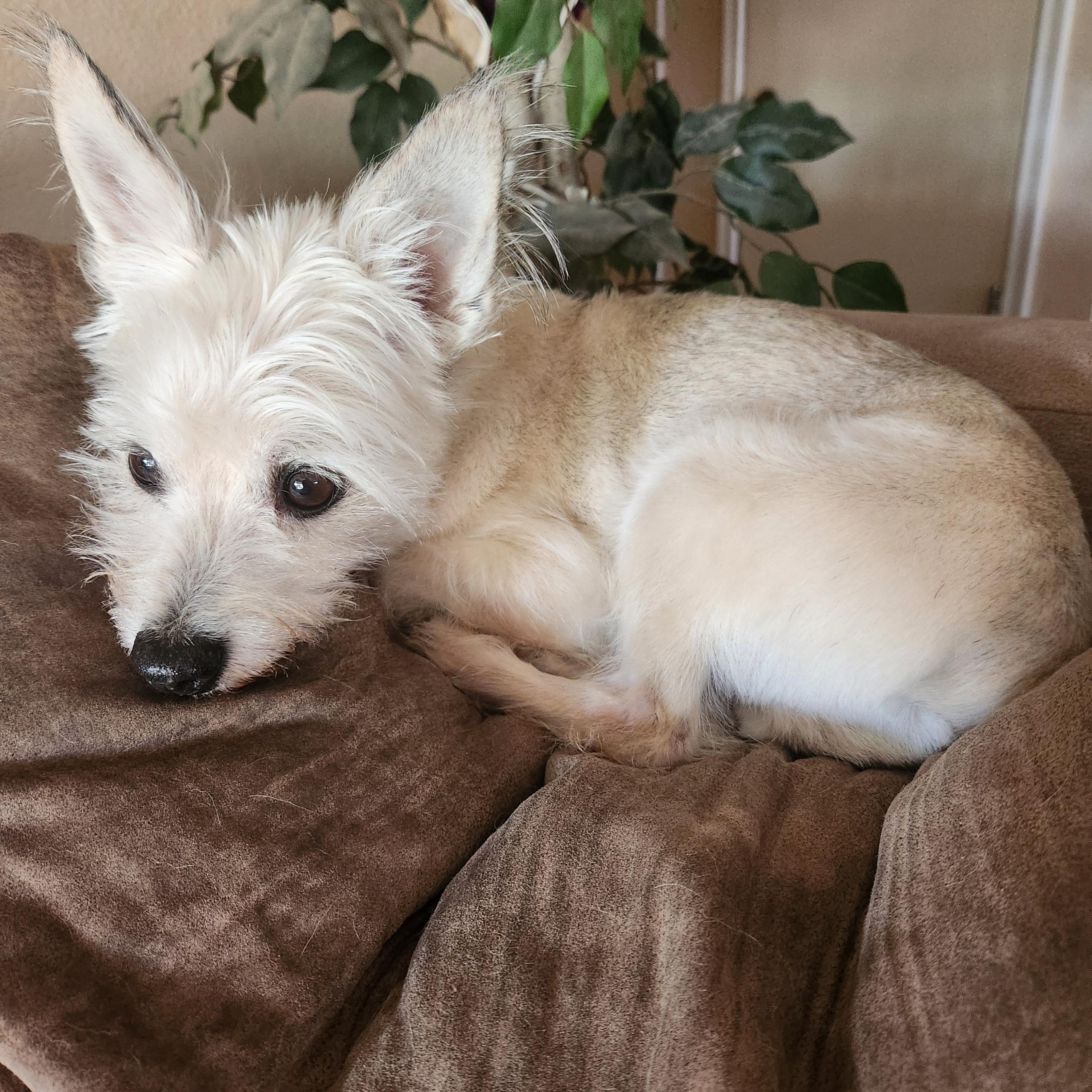 Francisco, a ADOPTABLE mixed breed in Tucson, AZ image 2/4