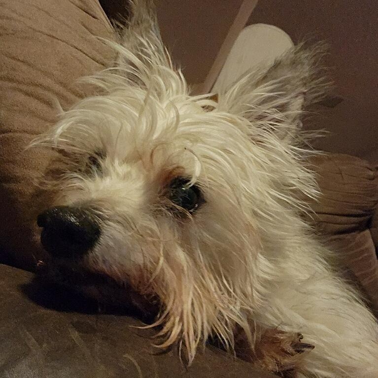 Francisco, a ADOPTABLE mixed breed in Tucson, AZ image 4/4