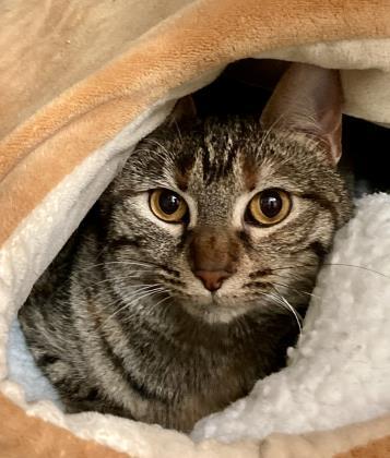 Pickles Dentyne (Working Cat), a Adoptable mixed breed in Annapolis, MD image 1/3