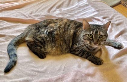 Pickles Dentyne (Working Cat), a Adoptable mixed breed in Annapolis, MD image 2/3