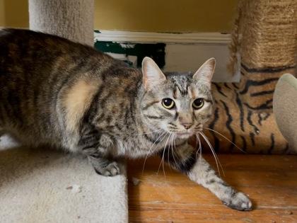 Pickles Dentyne (Working Cat), a Adoptable mixed breed in Annapolis, MD image 3/3