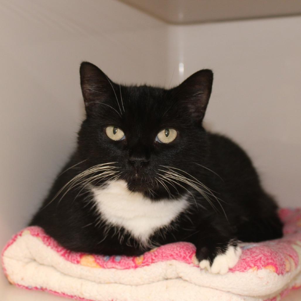 Tammy, Adoptable, Adult Female Domestic Short Hair.