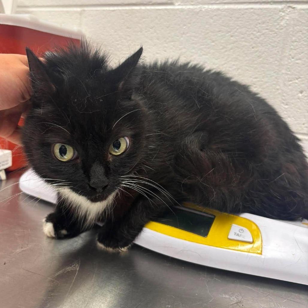 Enlarge Tammy, a Adoptable Domestic Short Hair in Rocky Mount, VA image 2/2
