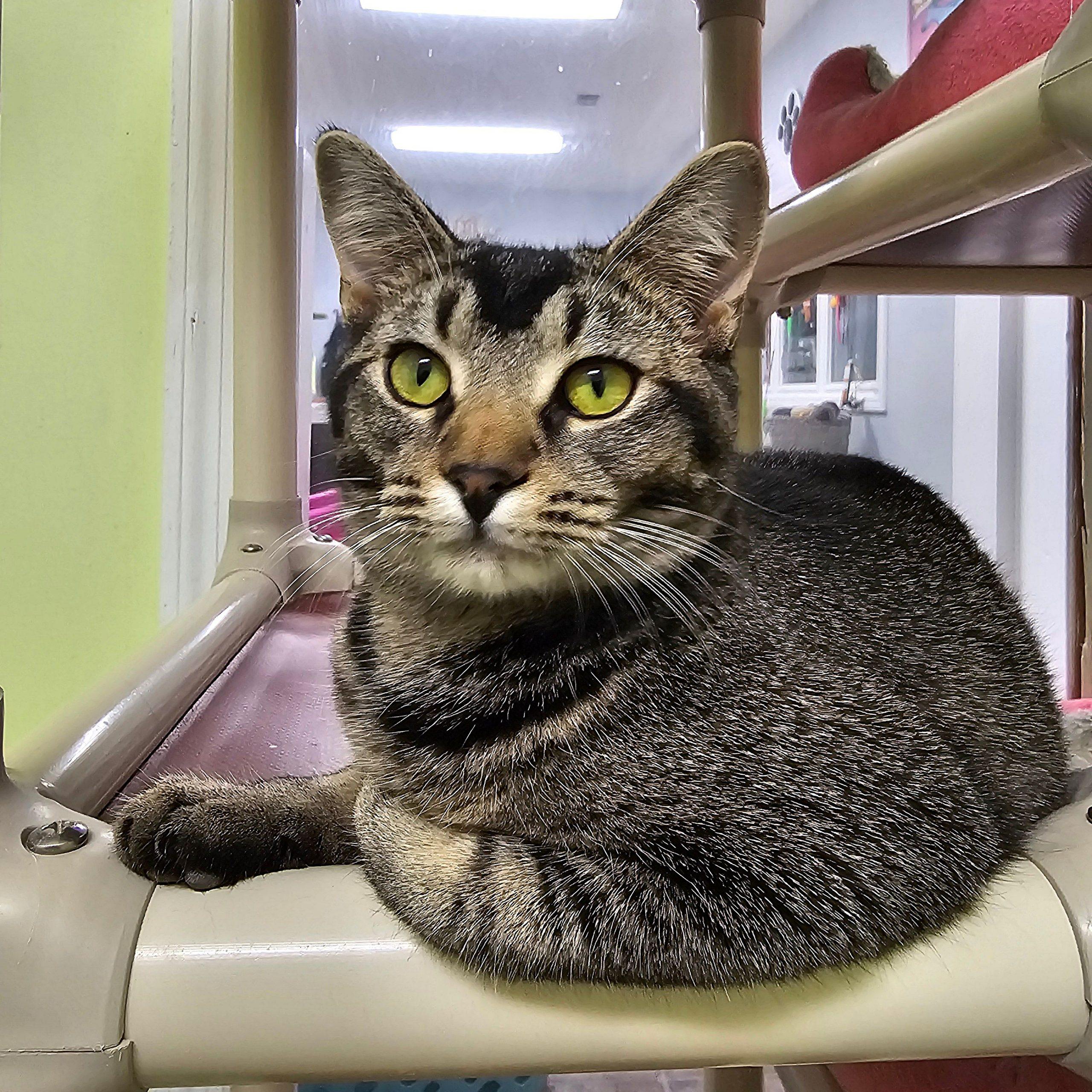 Enlarge Lucinda 5548C, a Adoptable Domestic Short Hair in Frankfort, KY image 1/6