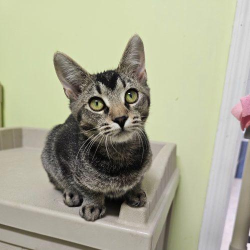 Lucinda 5548C, Adoptable, Adult Female Domestic Short Hair.
