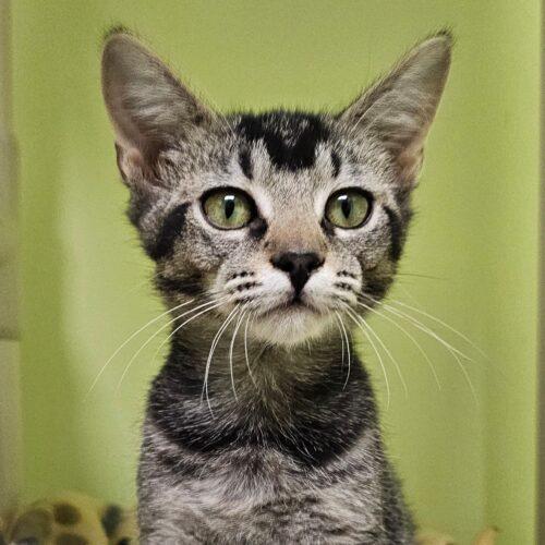 Enlarge Lucinda 5548C, a Adoptable Domestic Short Hair in Frankfort, KY image 2/5