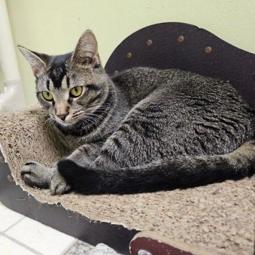 Enlarge Lucinda 5548C, a Adoptable Domestic Short Hair in Frankfort, KY image 3/5