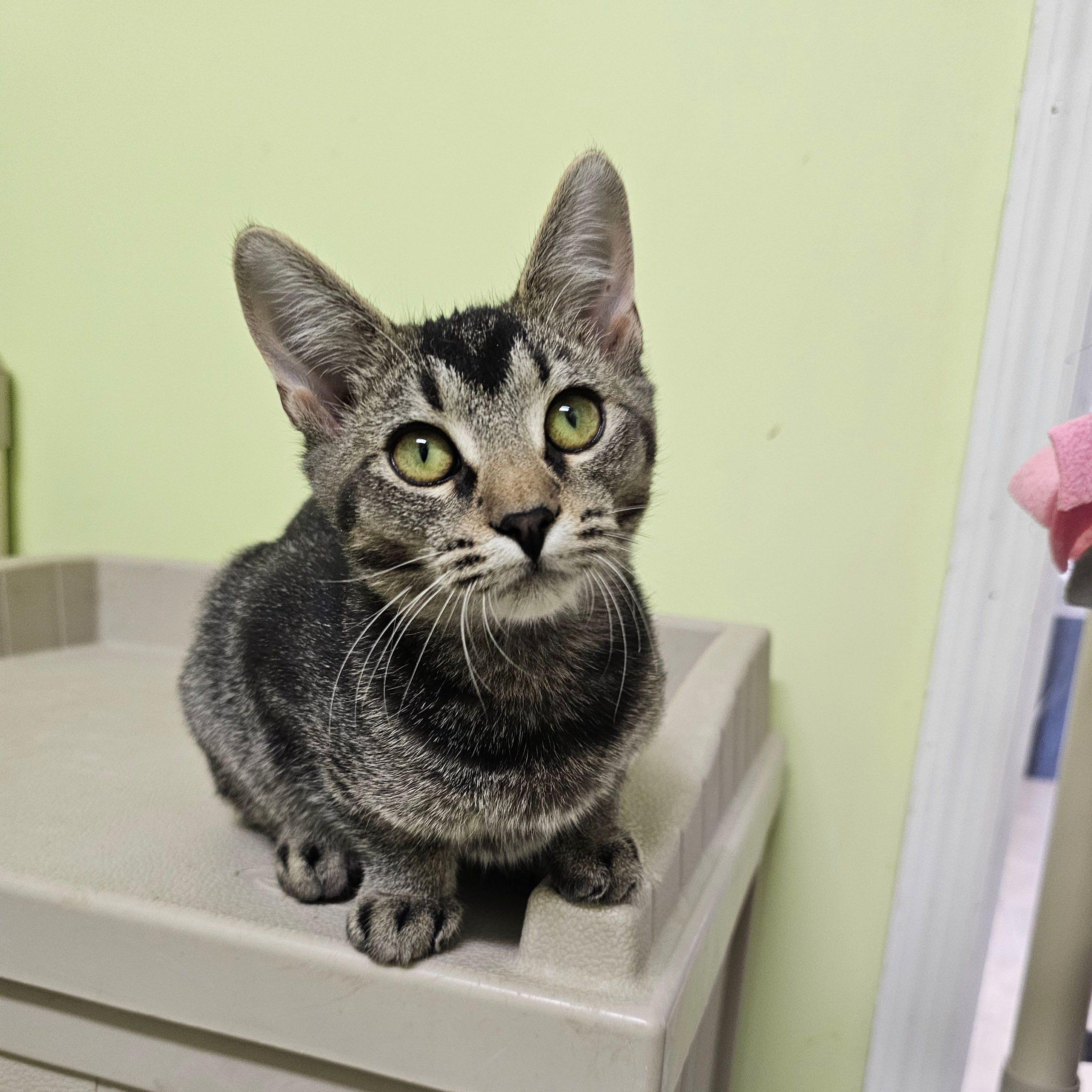 Lucinda 5548C, a Adoptable Domestic Short Hair in Frankfort, KY image 3/6