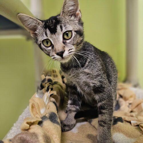 Enlarge Lucinda 5548C, a Adoptable Domestic Short Hair in Frankfort, KY image 3/5