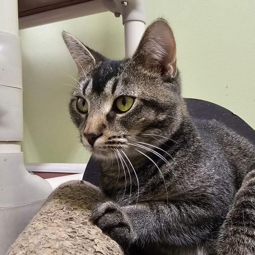 Enlarge Lucinda 5548C, a Adoptable Domestic Short Hair in Frankfort, KY image 4/5