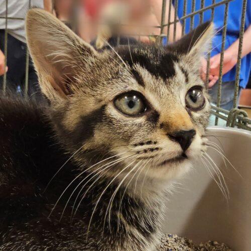 Enlarge Lucinda 5548C, a Adoptable Domestic Short Hair in Frankfort, KY image 4/5