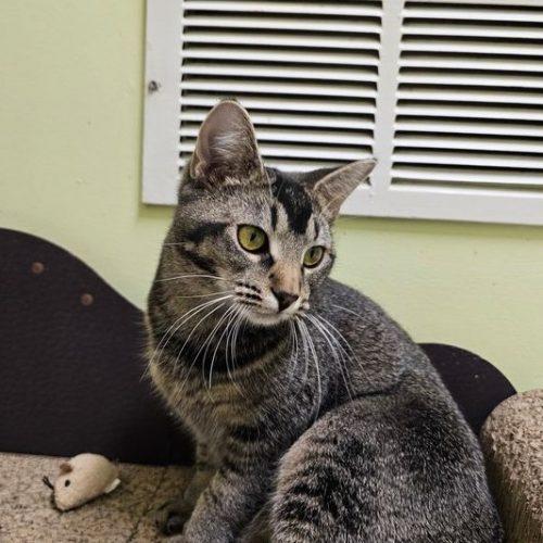 Enlarge Lucinda 5548C, a Adoptable Domestic Short Hair in Frankfort, KY image 5/5