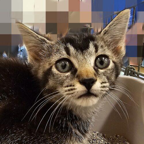 Enlarge Lucinda 5548C, a Adoptable Domestic Short Hair in Frankfort, KY image 5/5