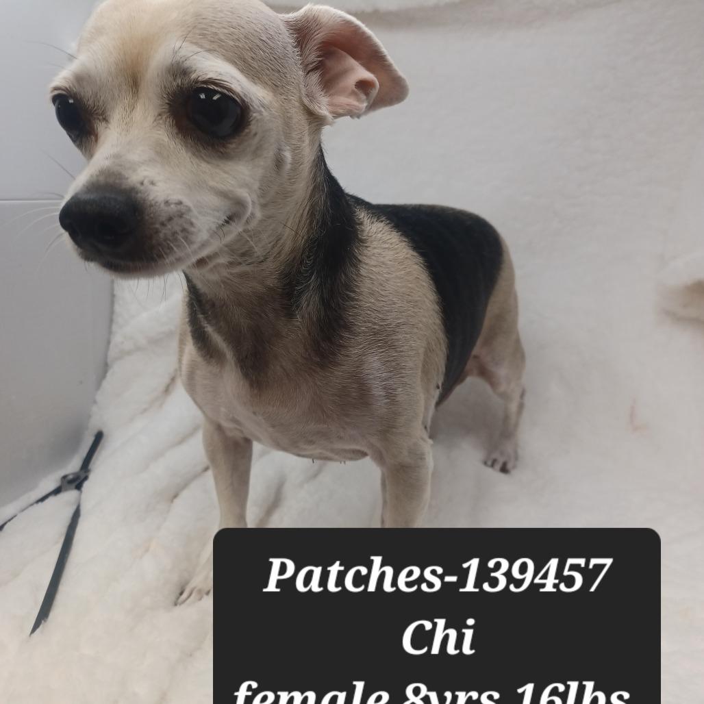 Patches, Adoptable, Senior Female Chihuahua.