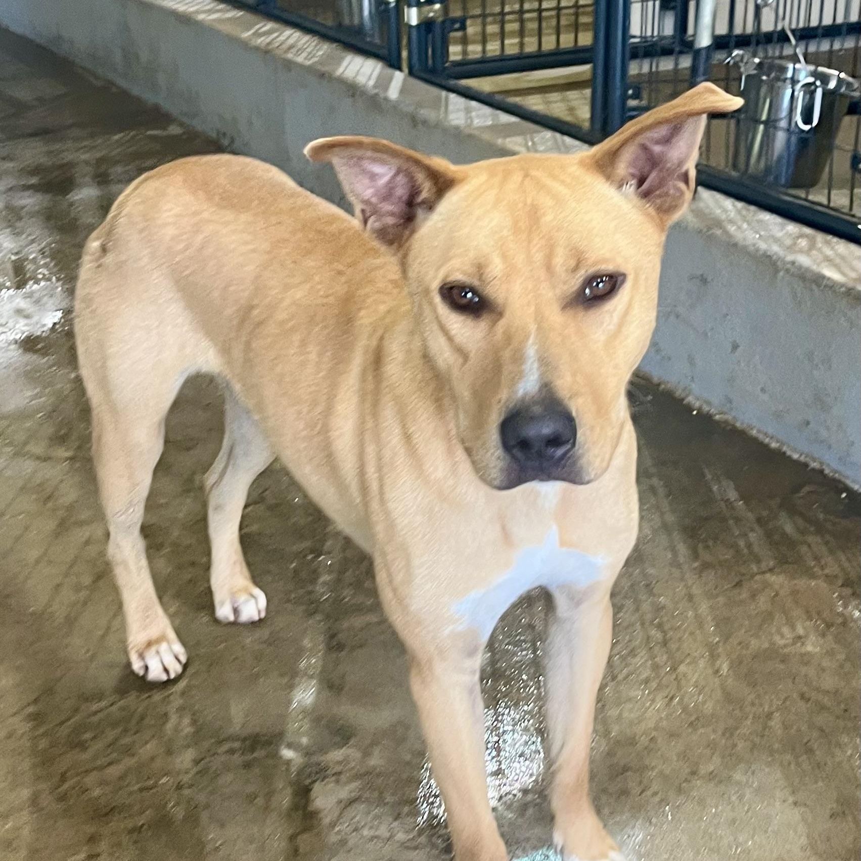 Santiago, a Adoptable mixed breed in Brewton, AL image 1/3