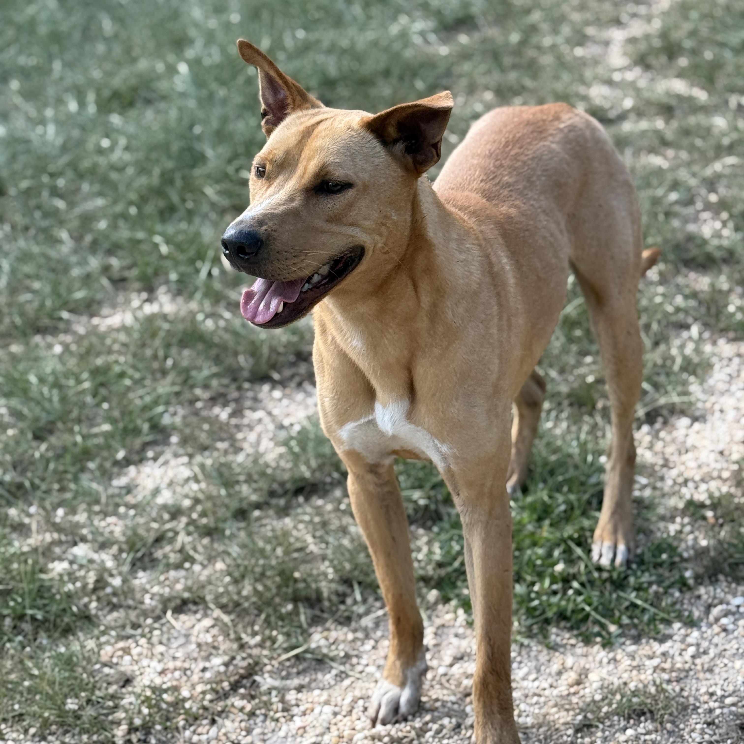 Santiago, a Adoptable mixed breed in Brewton, AL image 3/3