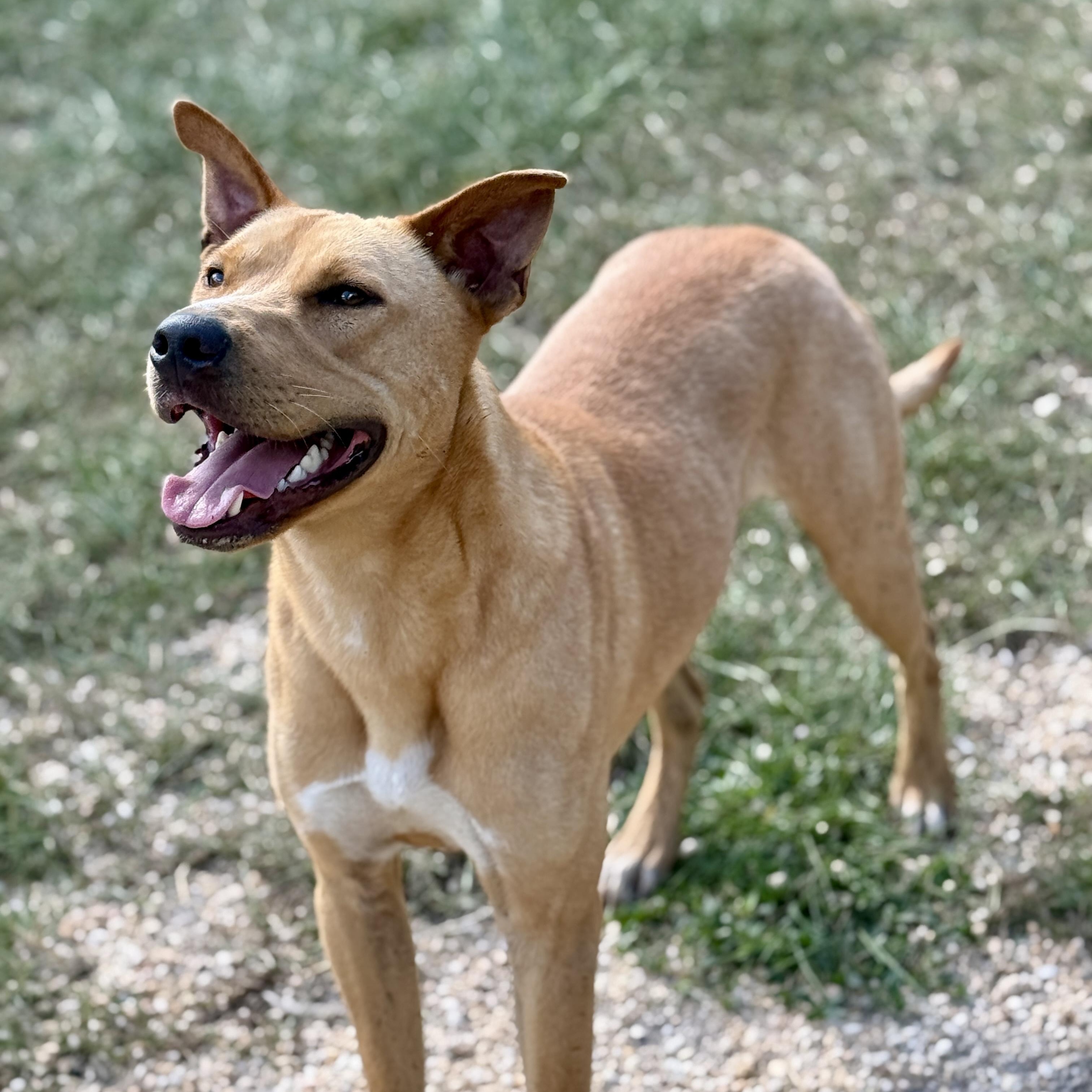 Santiago, a Adoptable mixed breed in Brewton, AL image 2/3