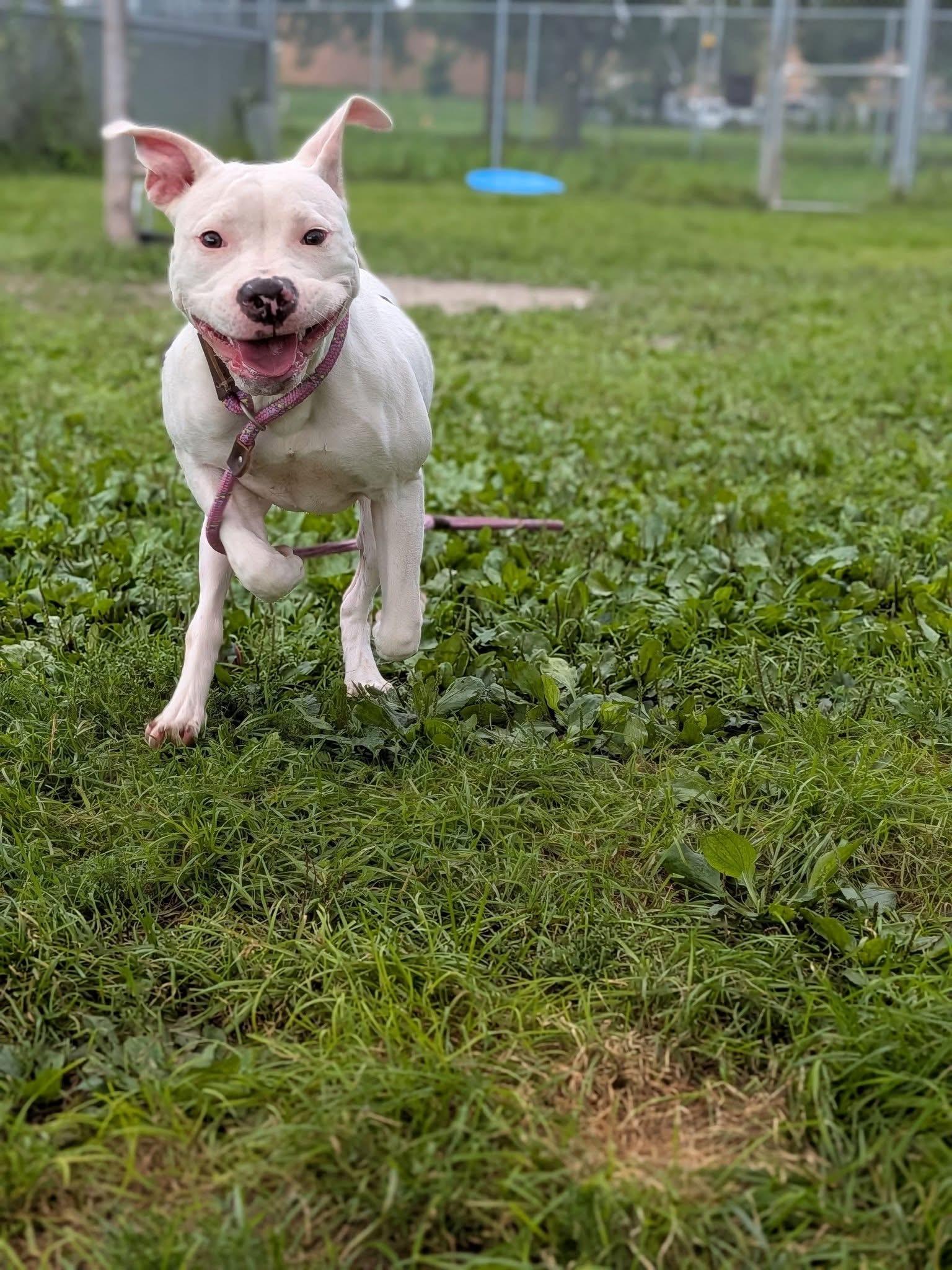 Enlarge Parasol, an adopted Pit Bull Terrier in Chicago, IL image 3/5