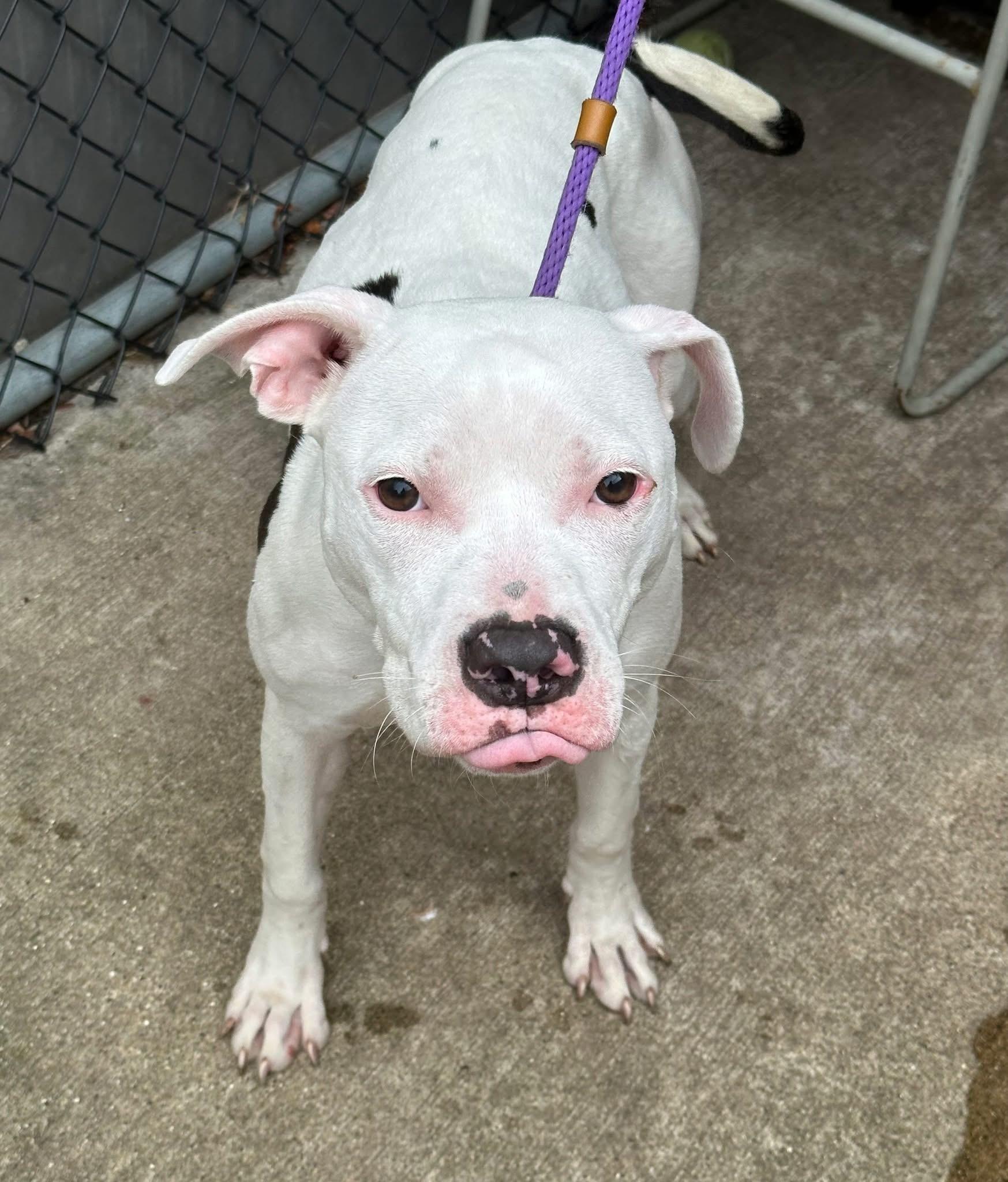 Enlarge Parasol, an adopted Pit Bull Terrier in Chicago, IL image 2/5