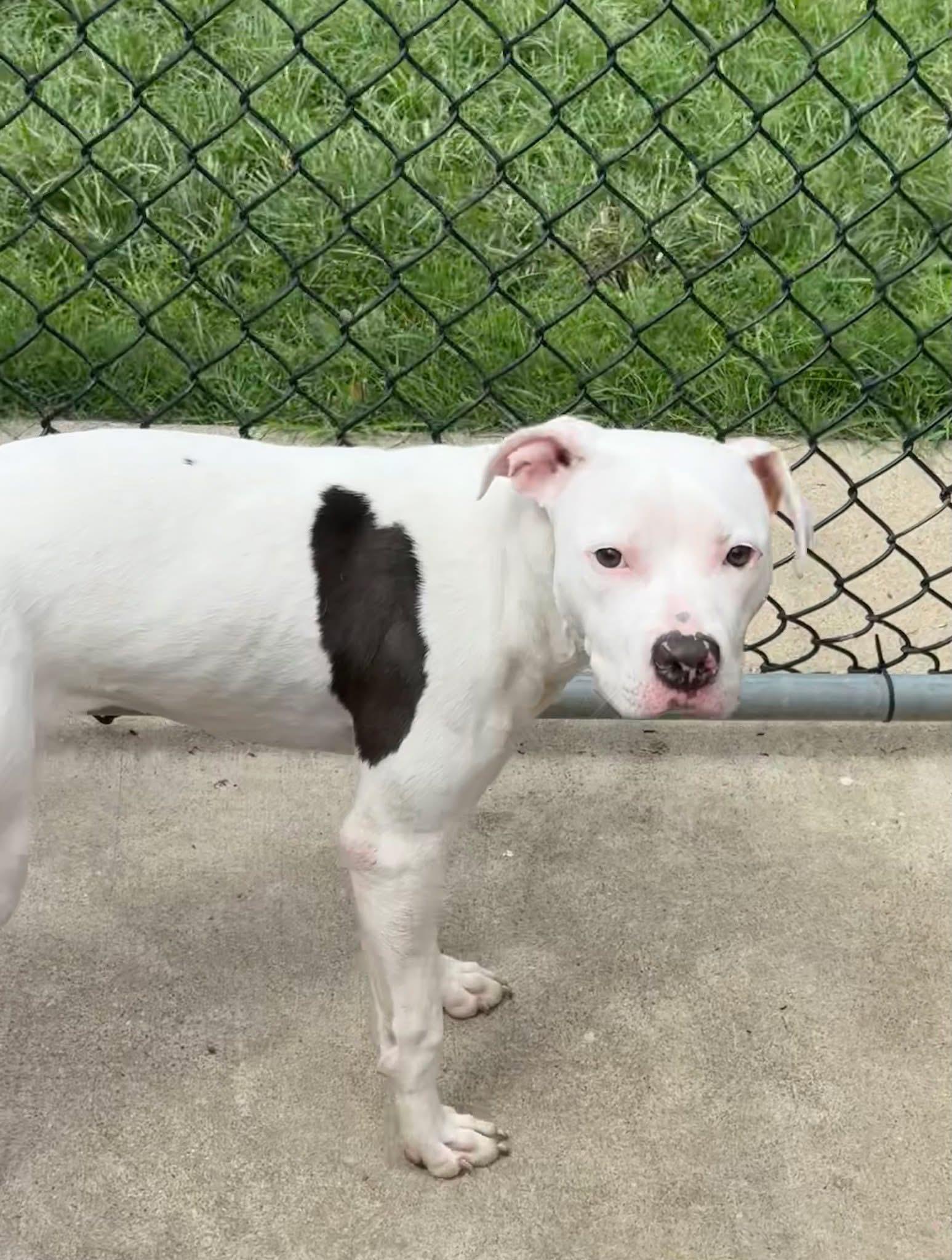 Enlarge Parasol, an adopted Pit Bull Terrier in Chicago, IL image 4/5