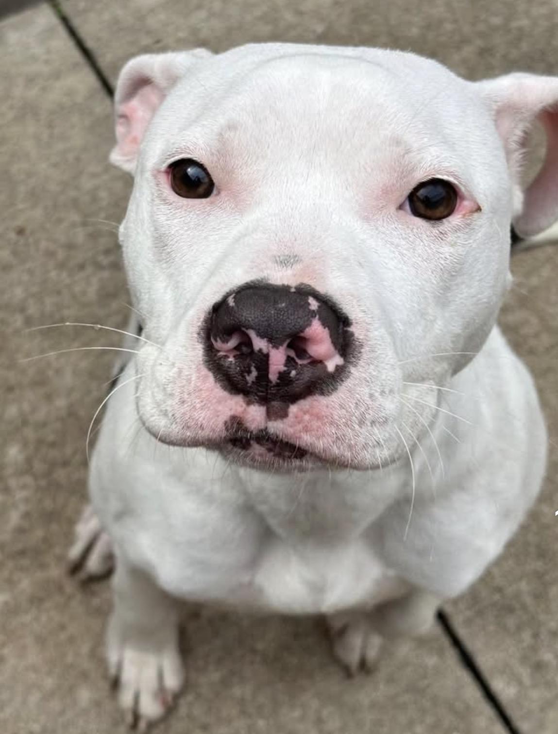 Parasol, adopted, Young Female Pit Bull Terrier.