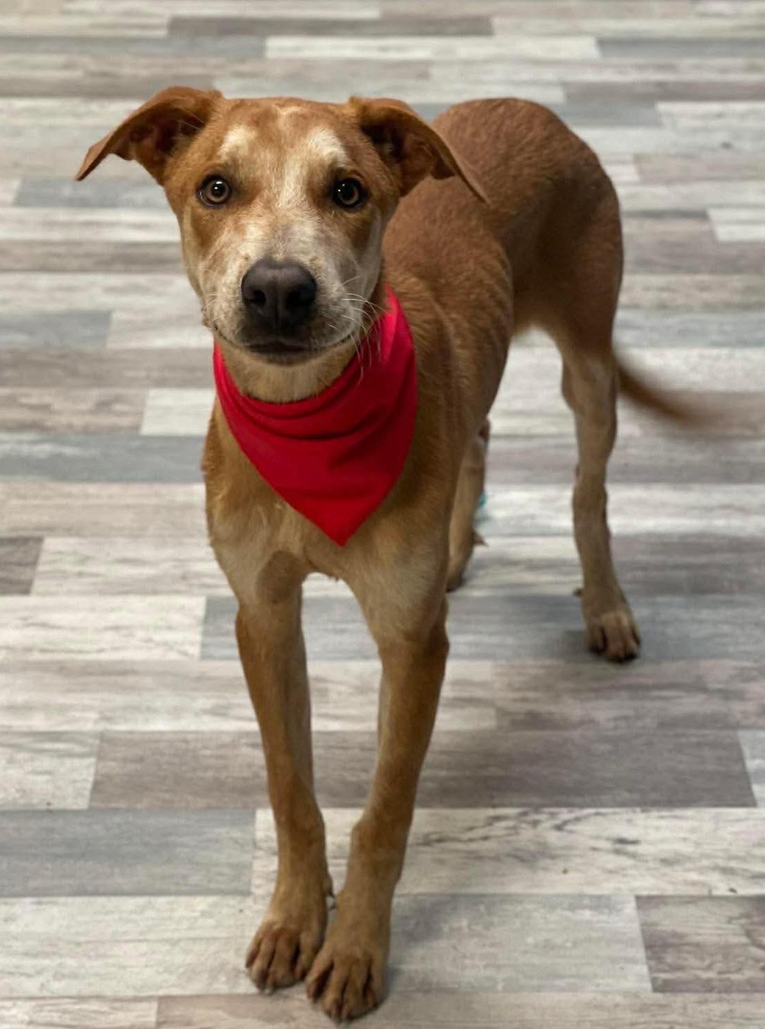 Rusty, ADOPTABLE, Puppy Male Labrador Retriever & Pointer.