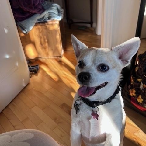 Enlarge Happy, a ADOPTABLE mixed breed in Montréal, QC image 5/6