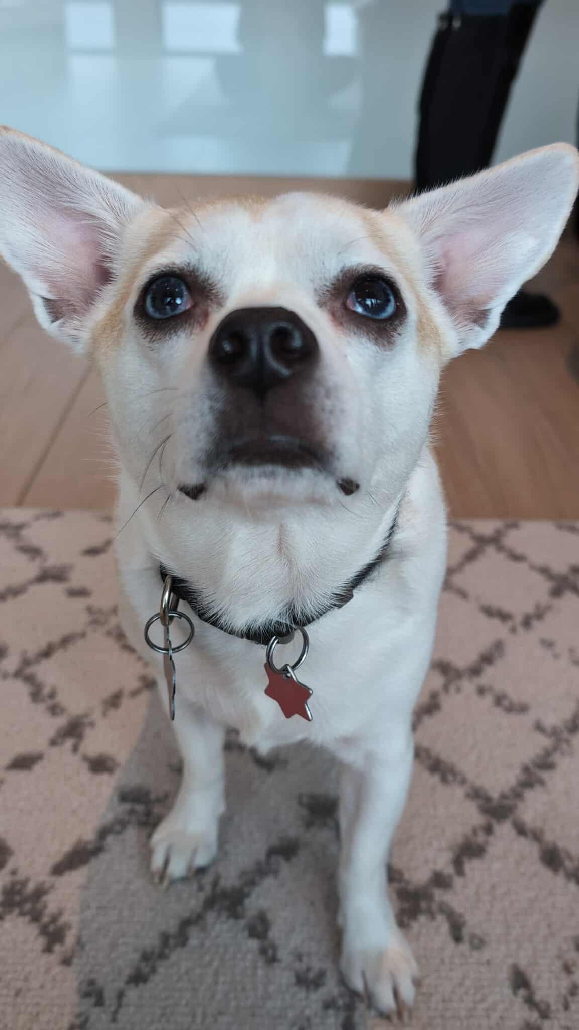 Enlarge Happy, a ADOPTABLE mixed breed in Montréal, QC image 1/6