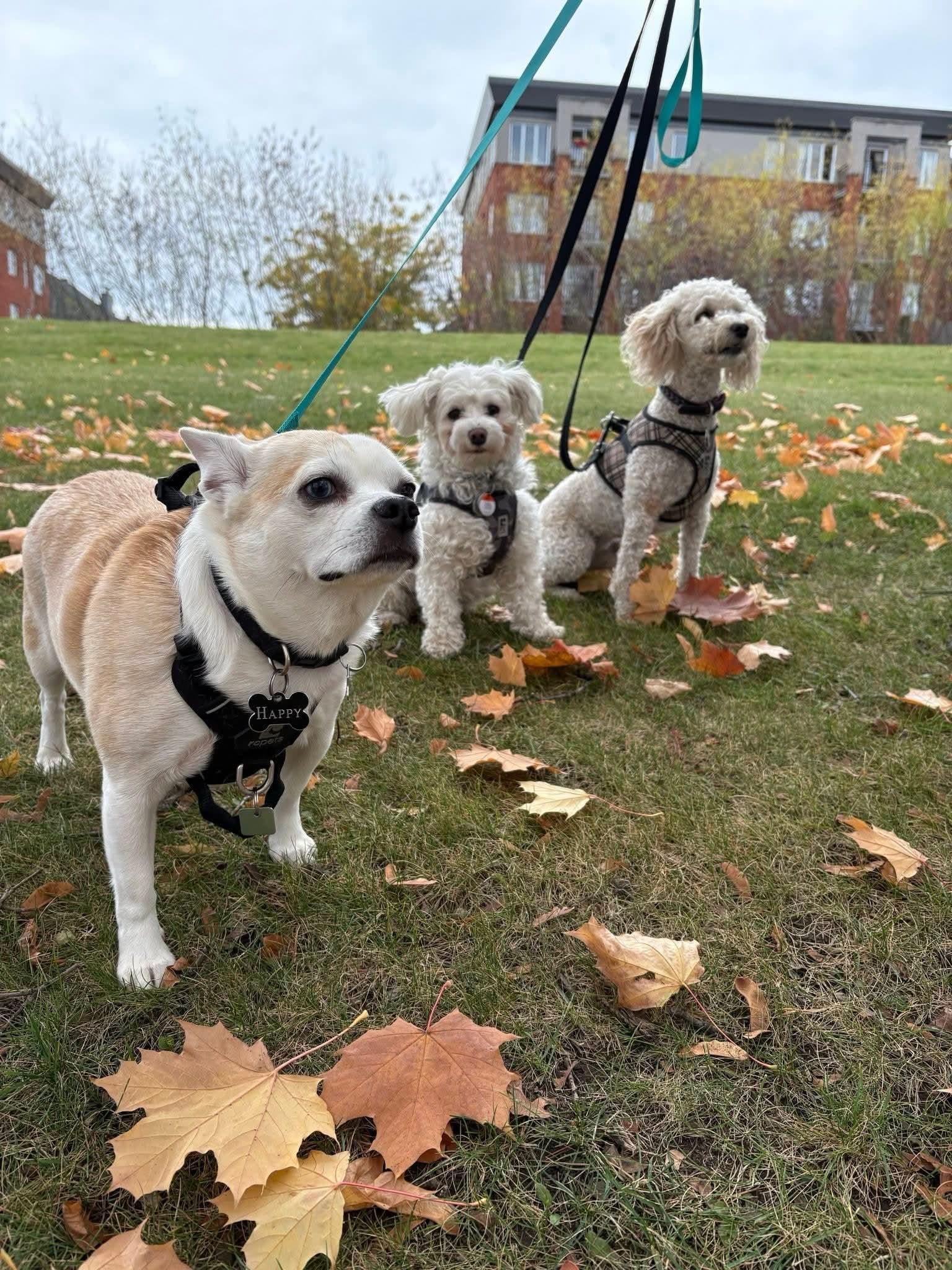 Enlarge Happy, a ADOPTABLE mixed breed in Montréal, QC image 3/6