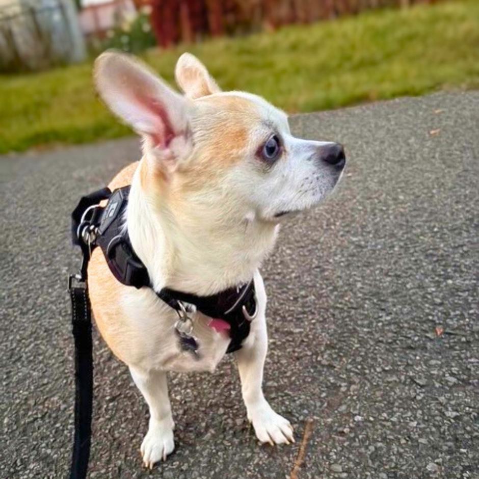 Enlarge Happy, a ADOPTABLE mixed breed in Montréal, QC image 2/6