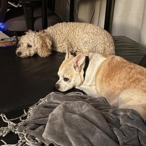 Enlarge Happy, a ADOPTABLE mixed breed in Montréal, QC image 4/6